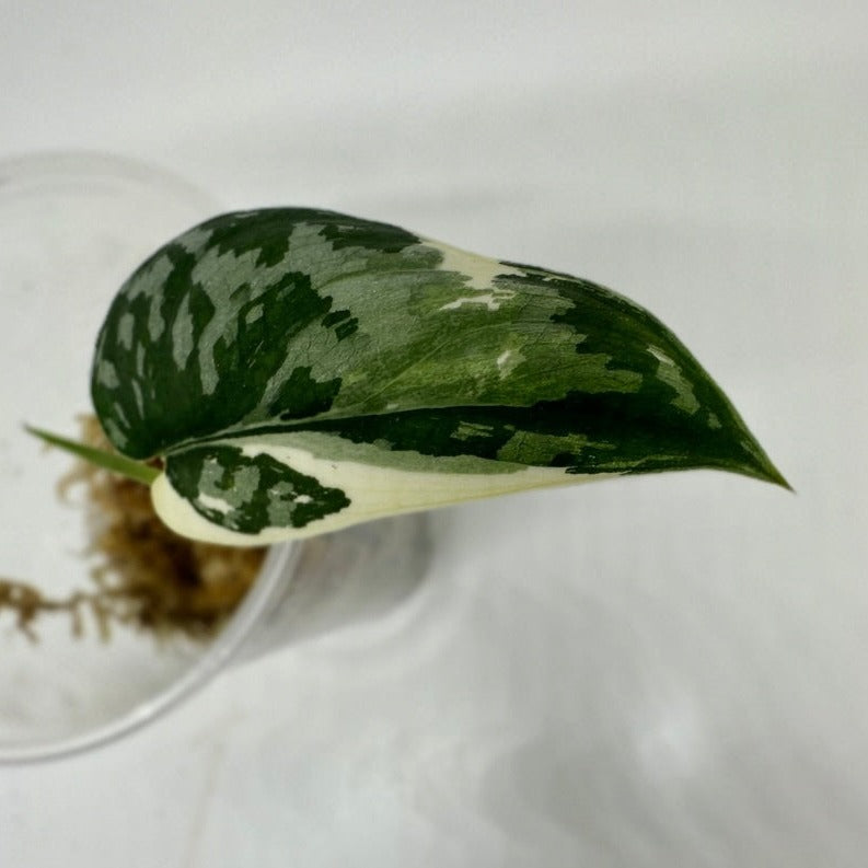 Super Scindapsus pictus Mayari variegata