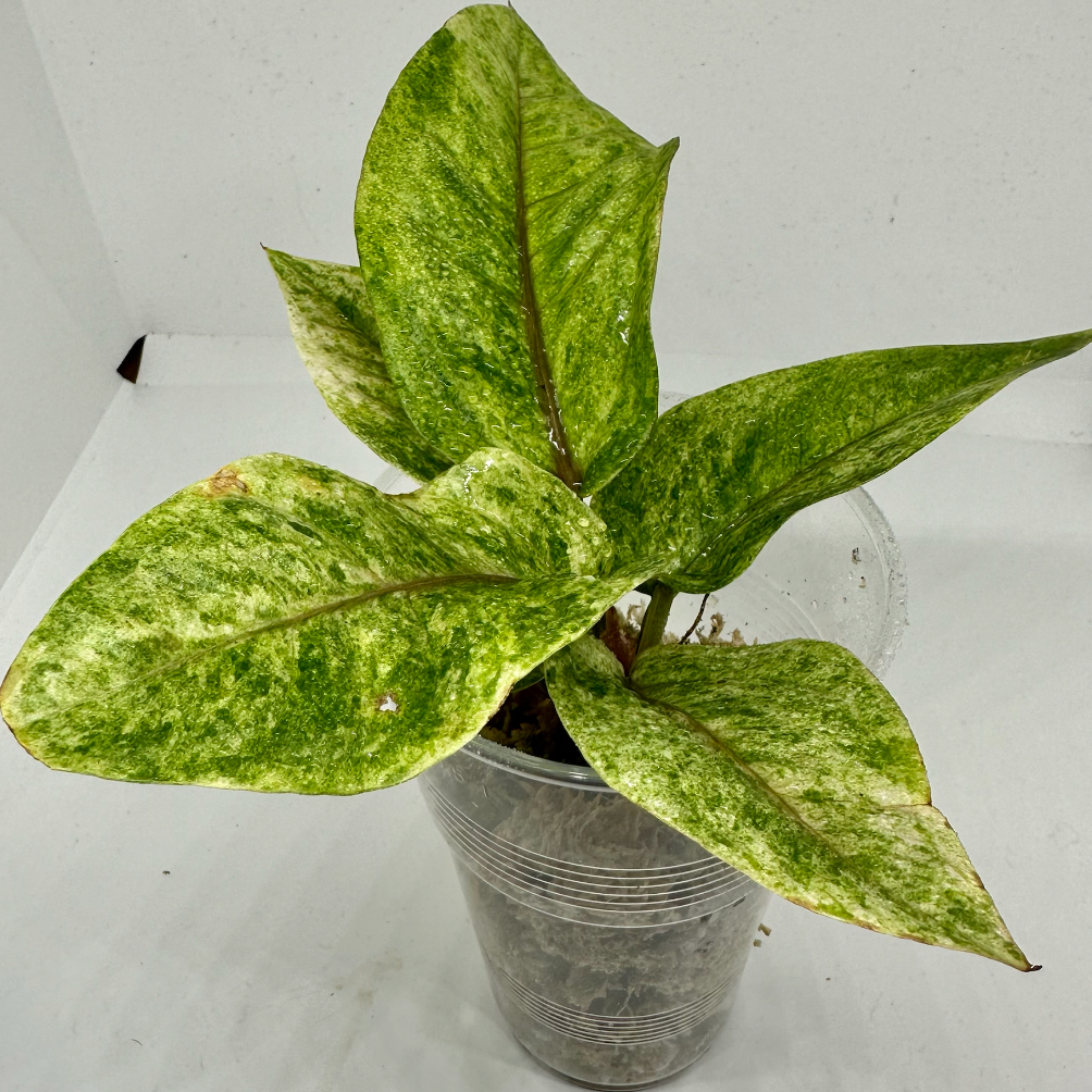 anthurium black dragon price Anthurium black dragon variegata
