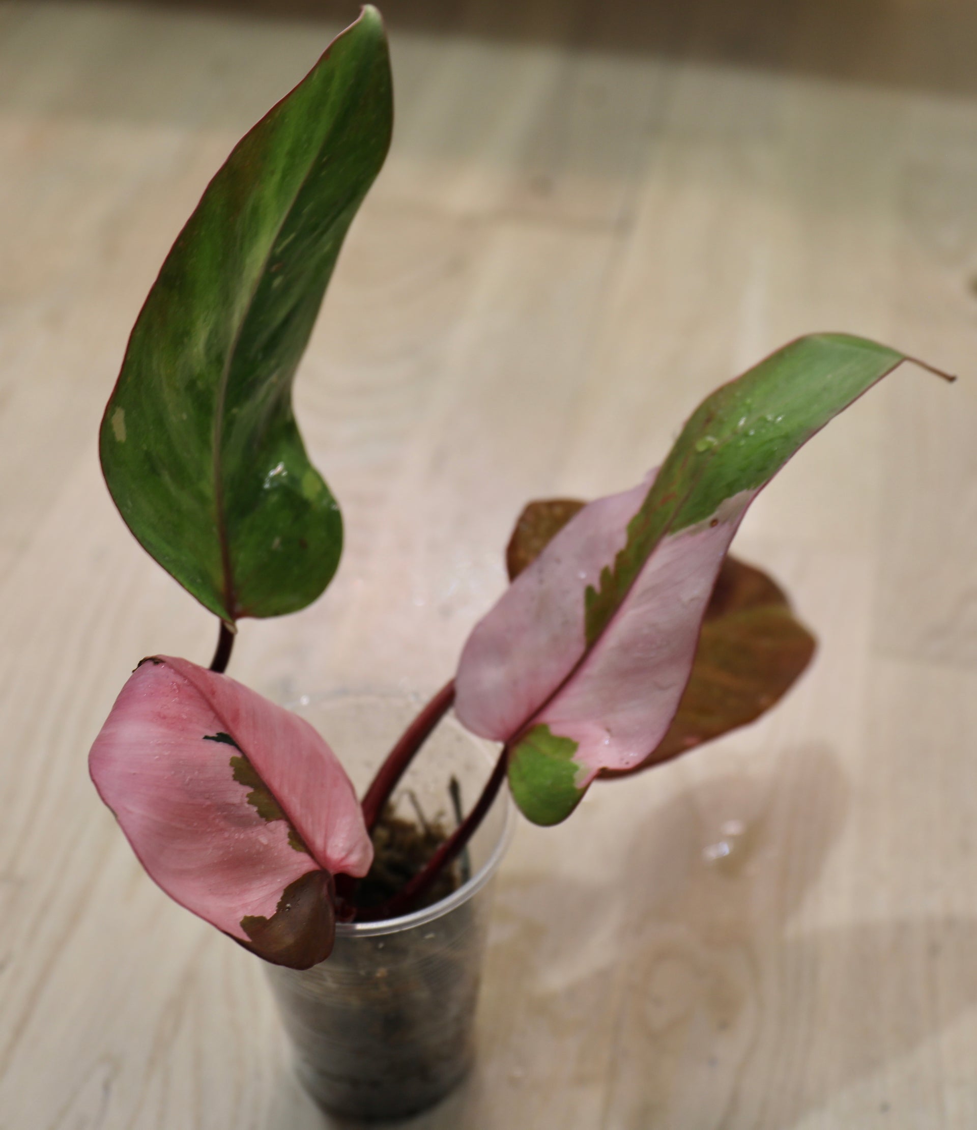 philodendron persimmon princess for sale Philodendron Persimmons Princess – Sagas Rare Plants