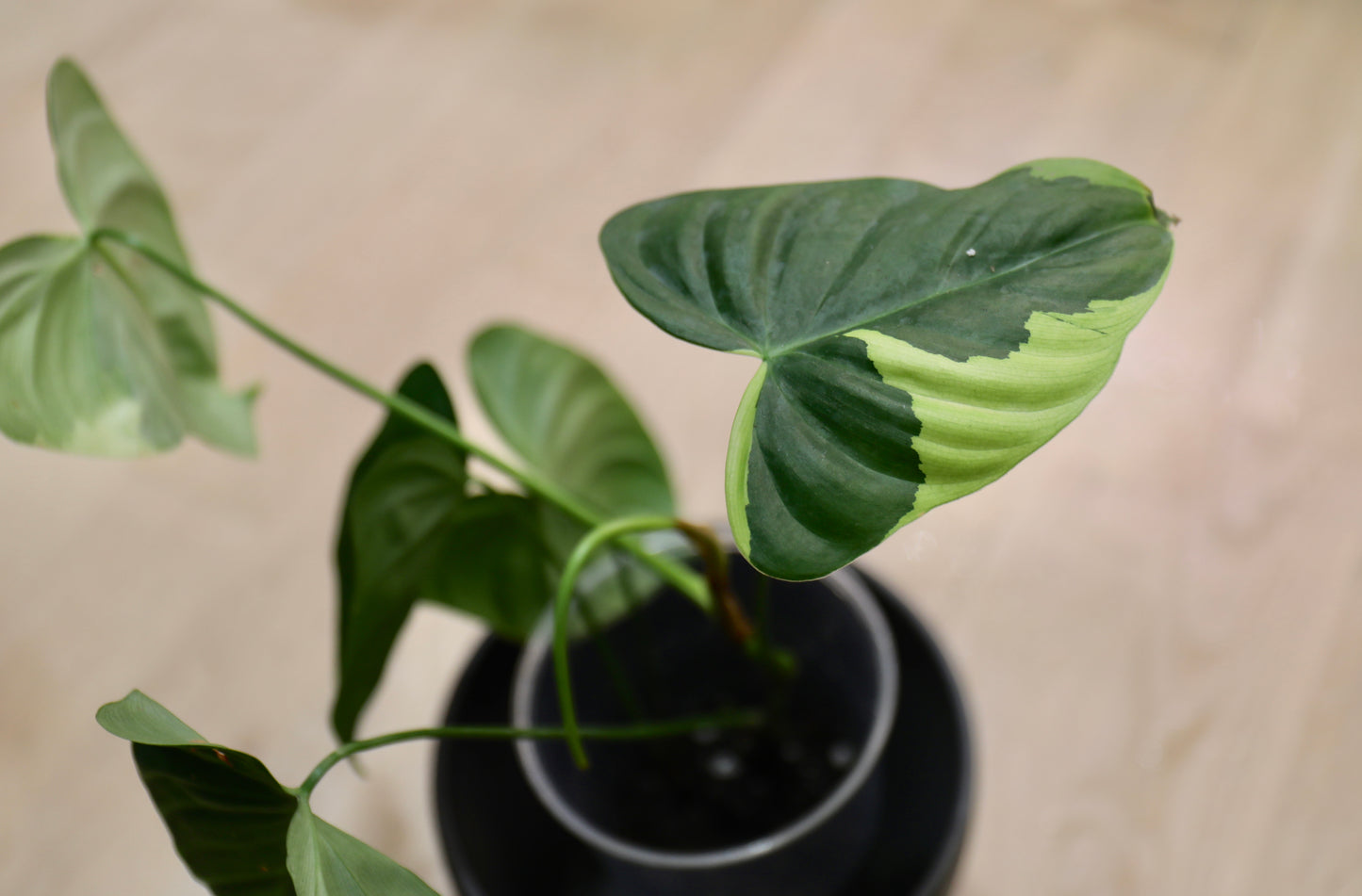 Philodendron sp tropicals variegata