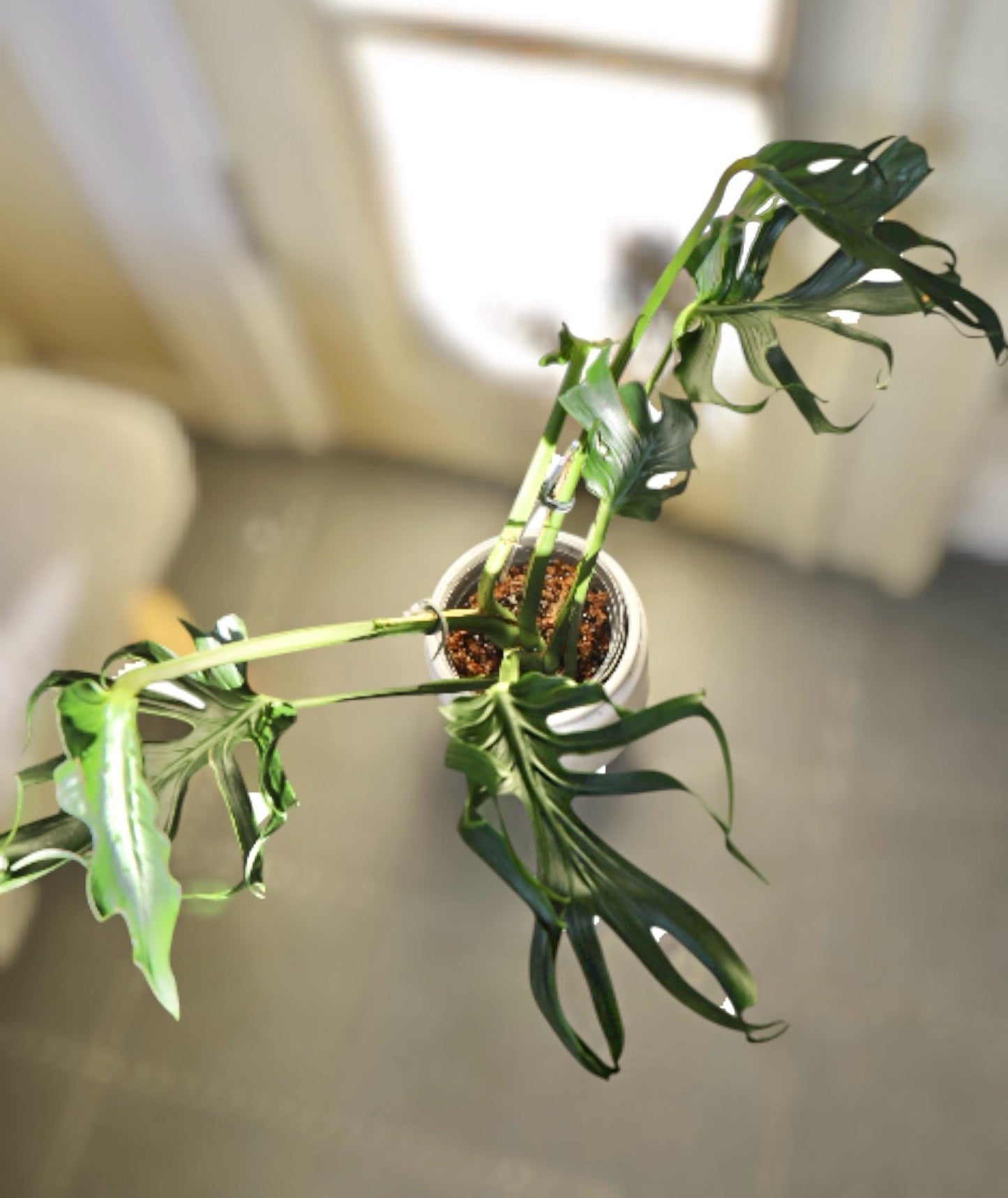 Monstera Unniiae! Collectors item! TOP CUT.