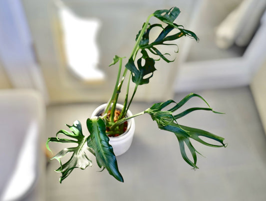 Monstera Unniiae! Collectors item! TOP CUT.