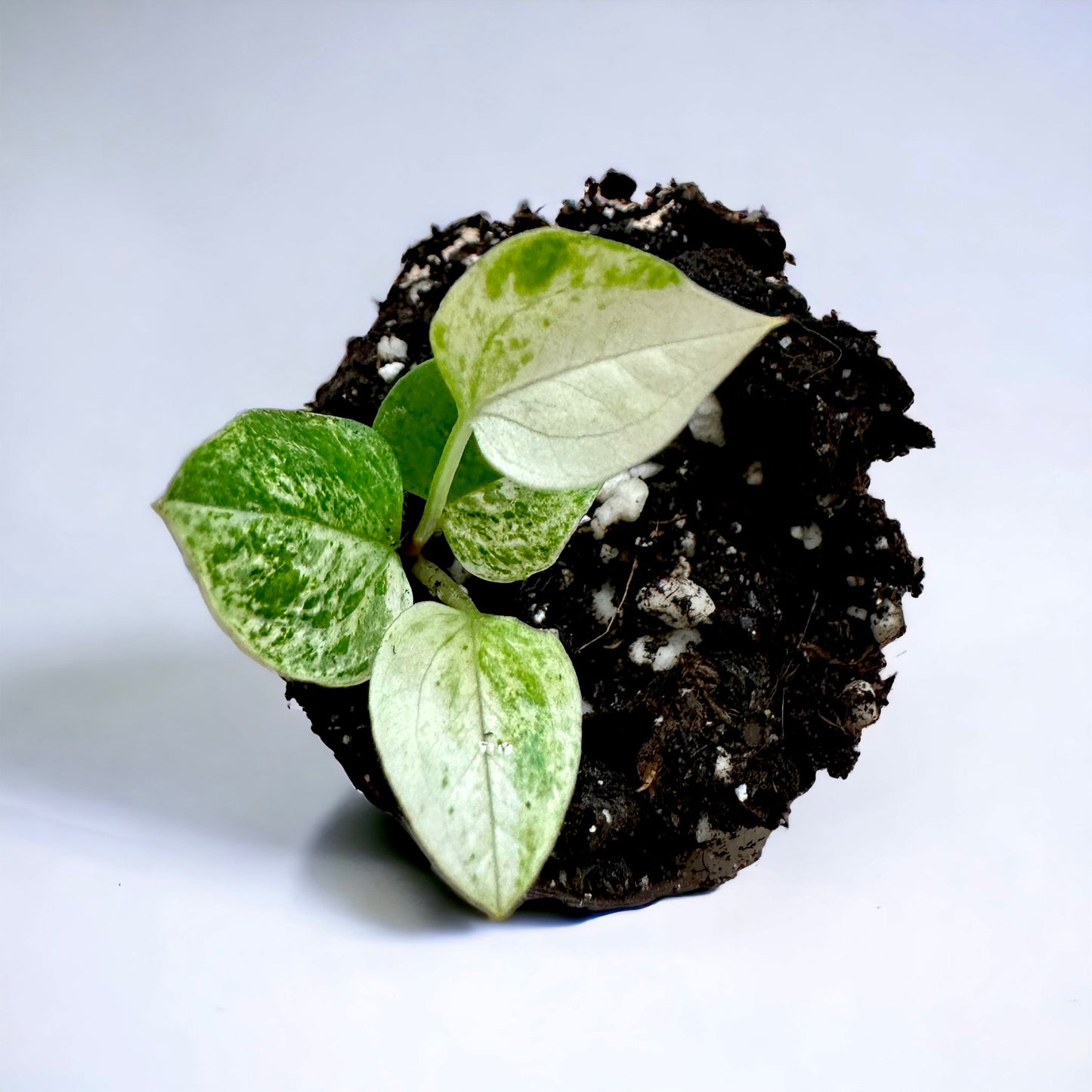 Anthurium Crystallinum Variegata  Hybrid