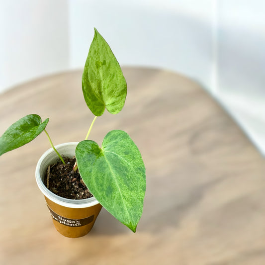 Anthurium papillilaminum x Magnificum variegata