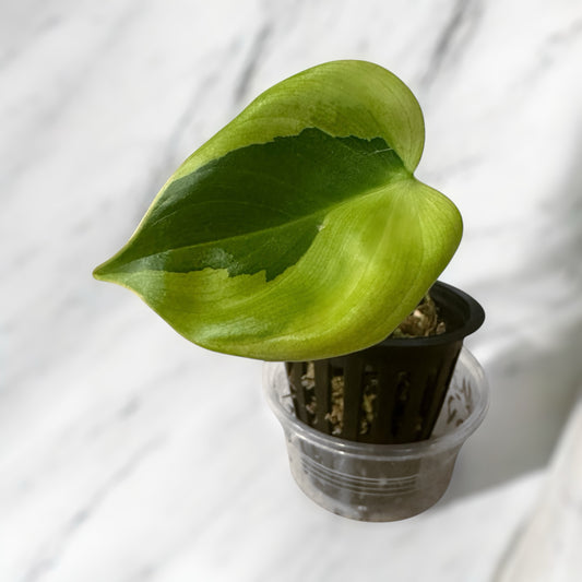 Philodendron sp tropicals variegata