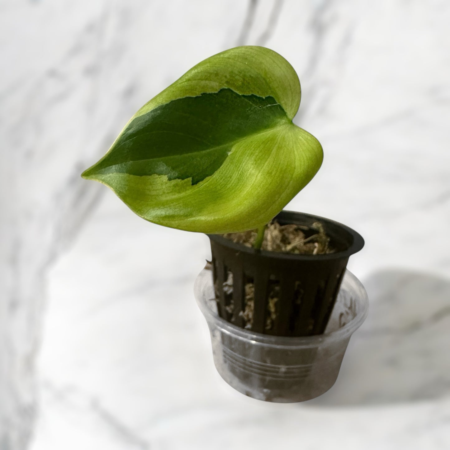 Philodendron sp tropicals variegata