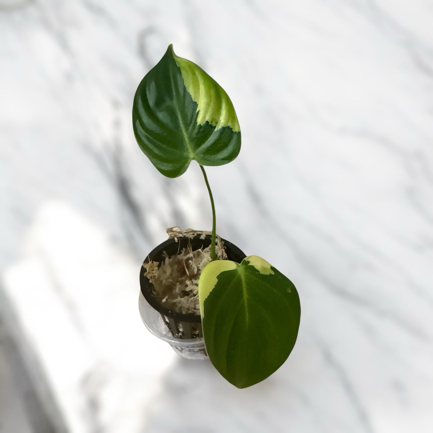 Philodendron sp tropicals variegata