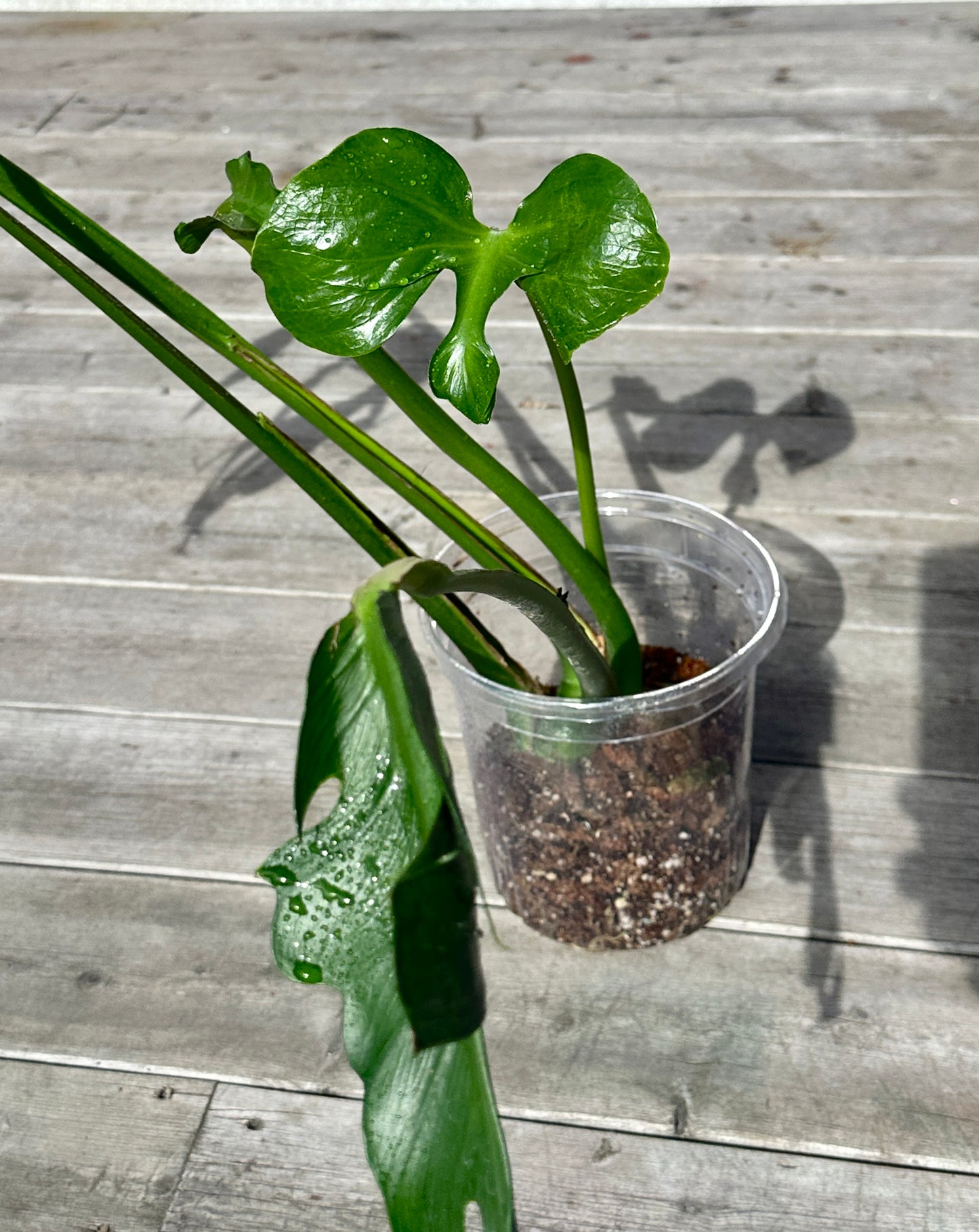 Monstera Unniiae! Collectors item! TOP CUT.