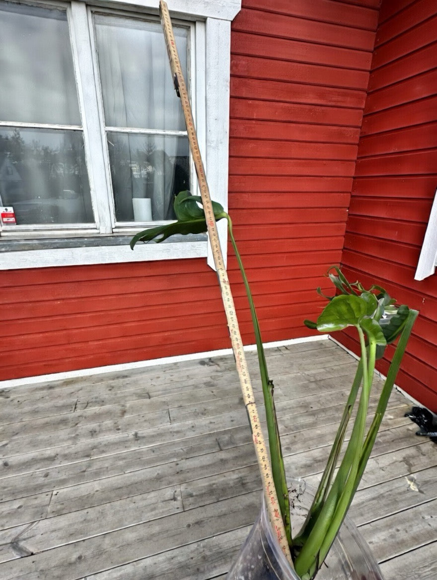 Monstera Unniiae! Collectors item! TOP CUT.
