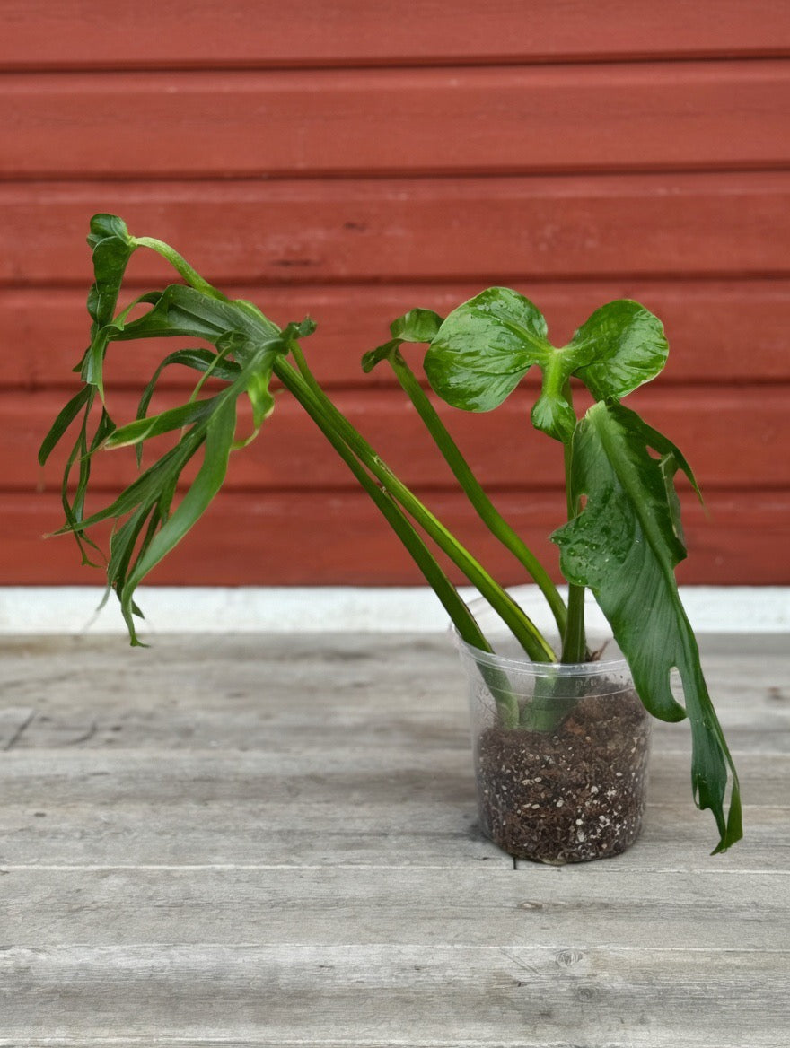 Monstera Unniiae! Collectors item! TOP CUT.