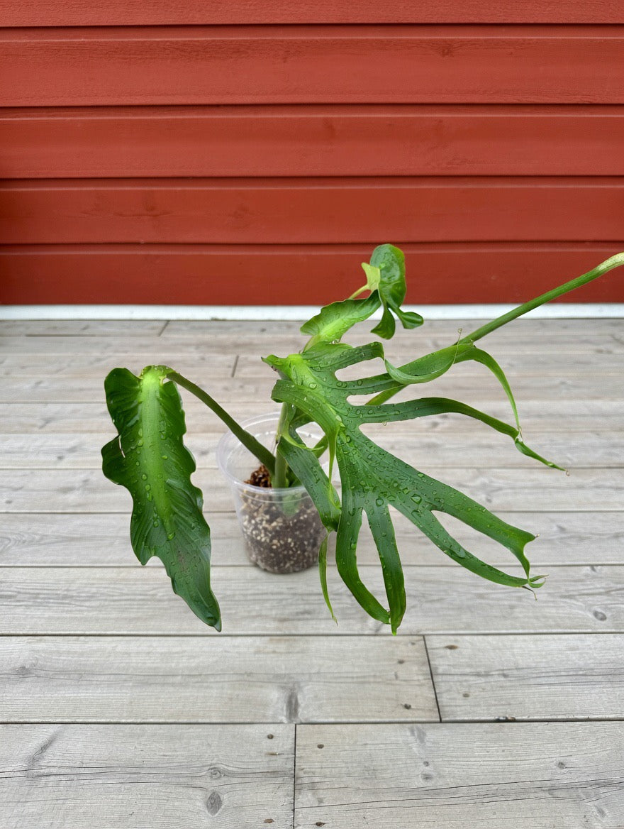 Monstera Unniiae! Collectors item! TOP CUT.