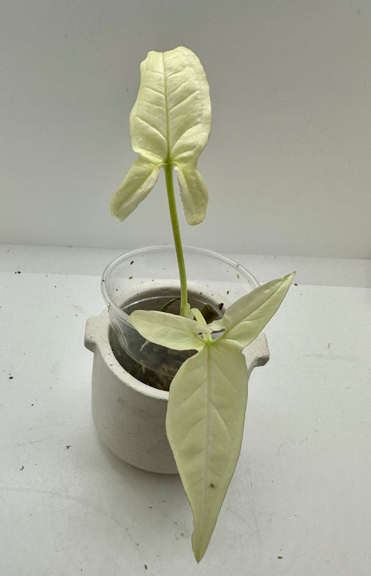 Syngonium Angustatum Variegata