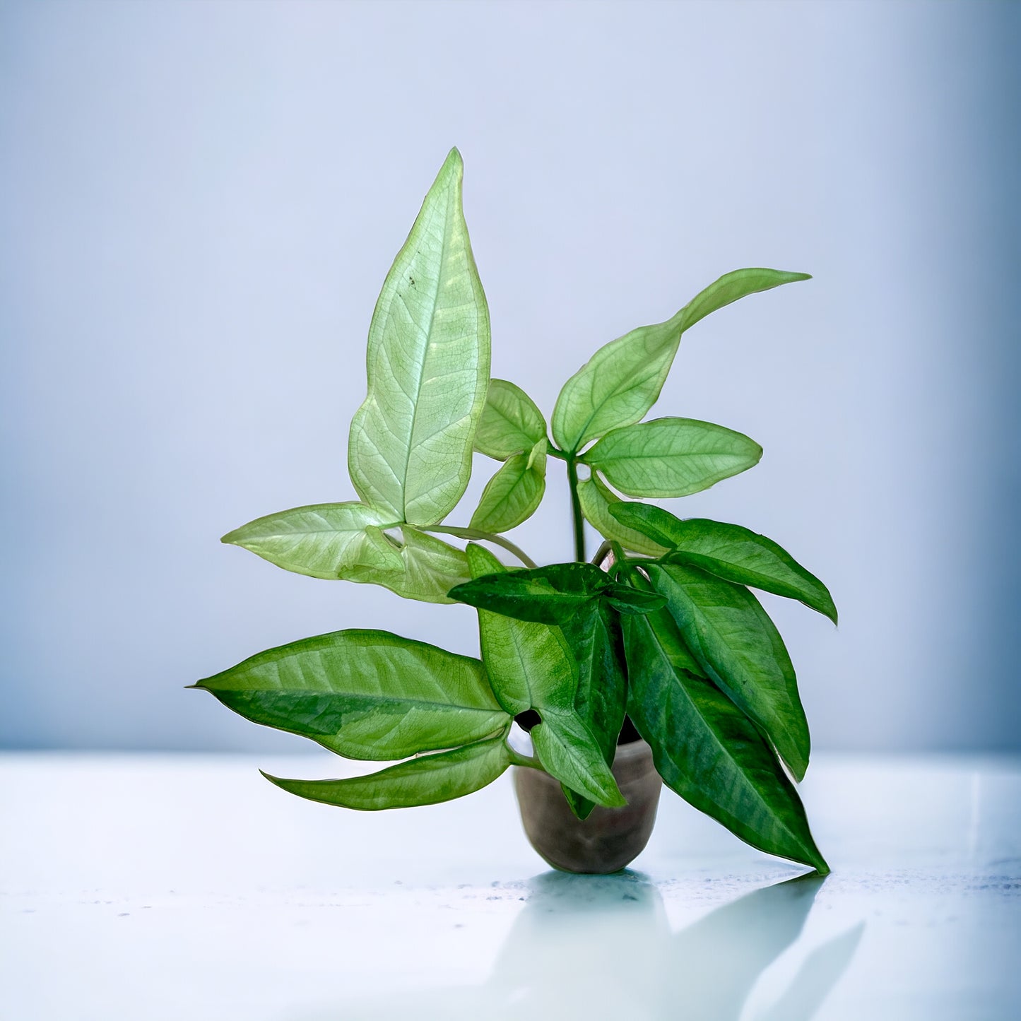 Syngonium Angustatum Variegata