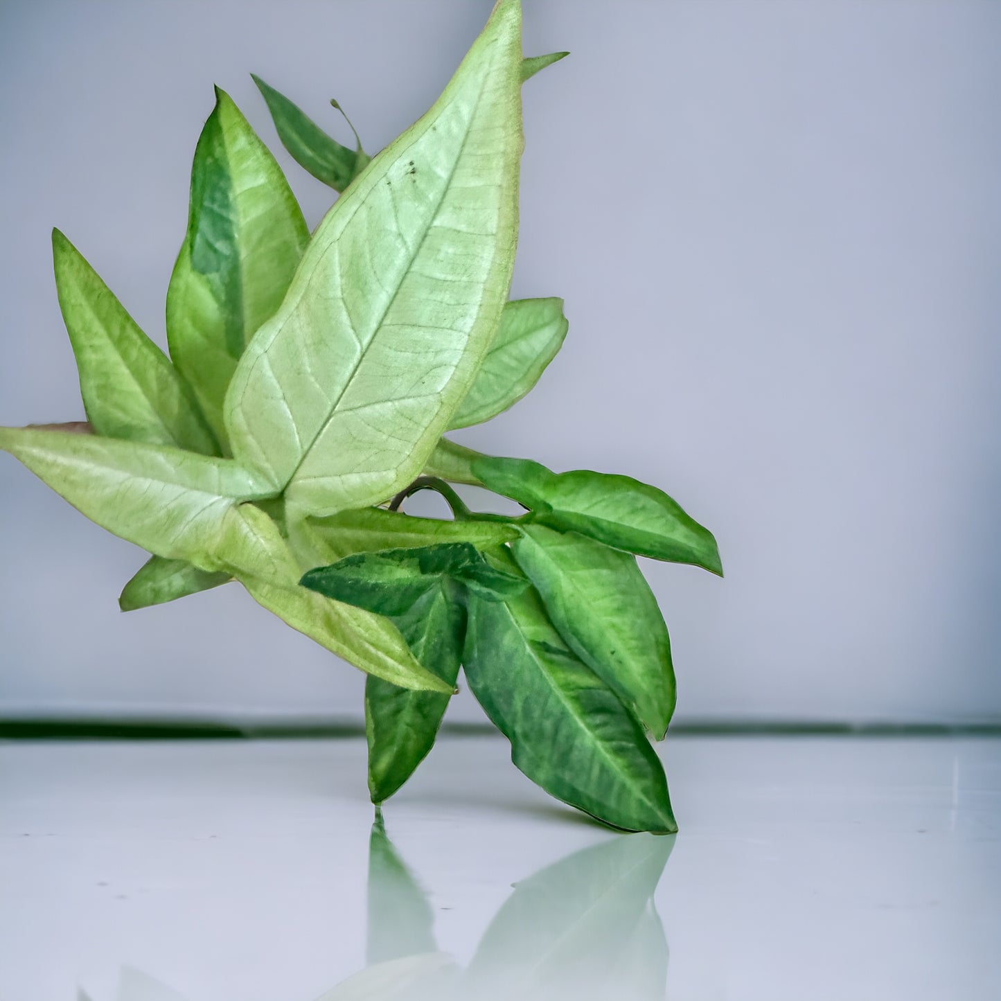 Syngonium Angustatum Variegata