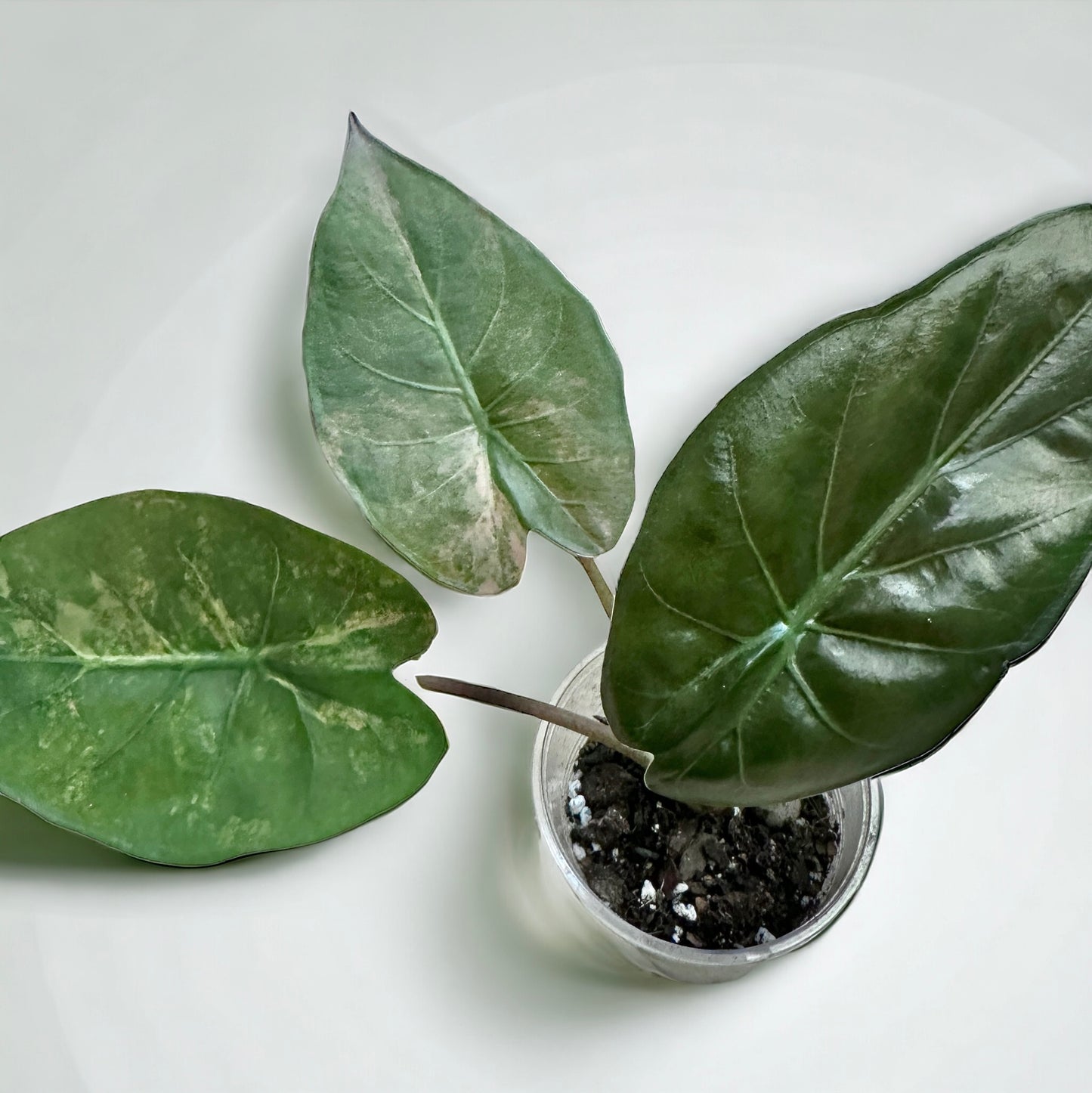 Alocasia Wentii sunset variegata