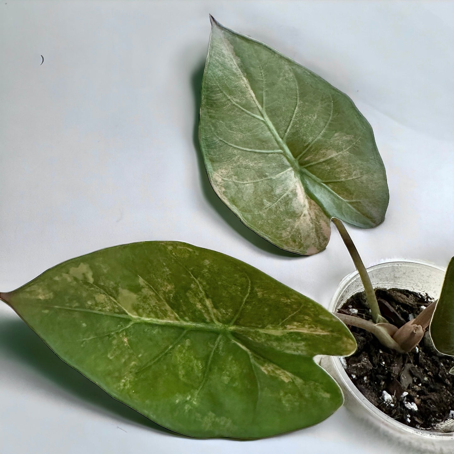 Alocasia Wentii sunset variegata