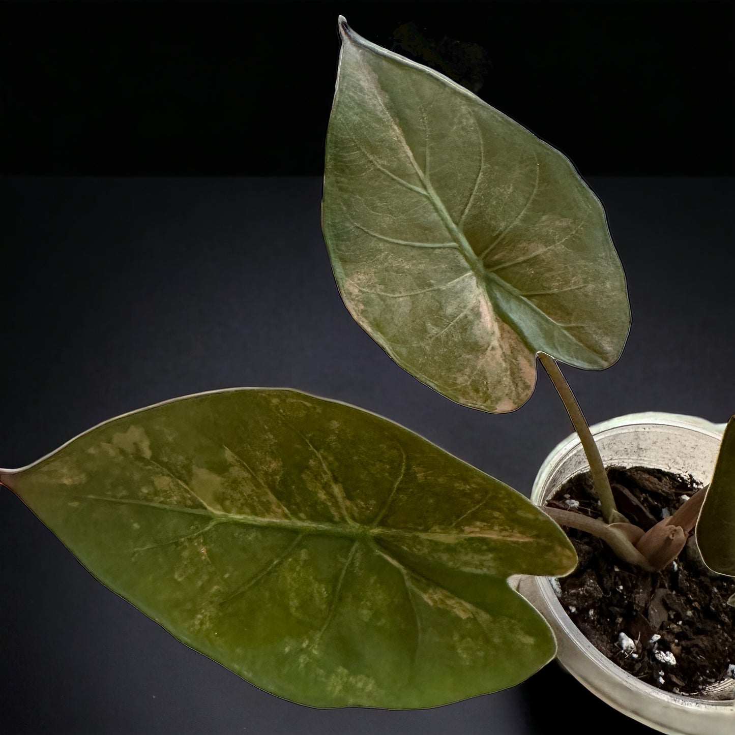 Alocasia Wentii sunset variegata