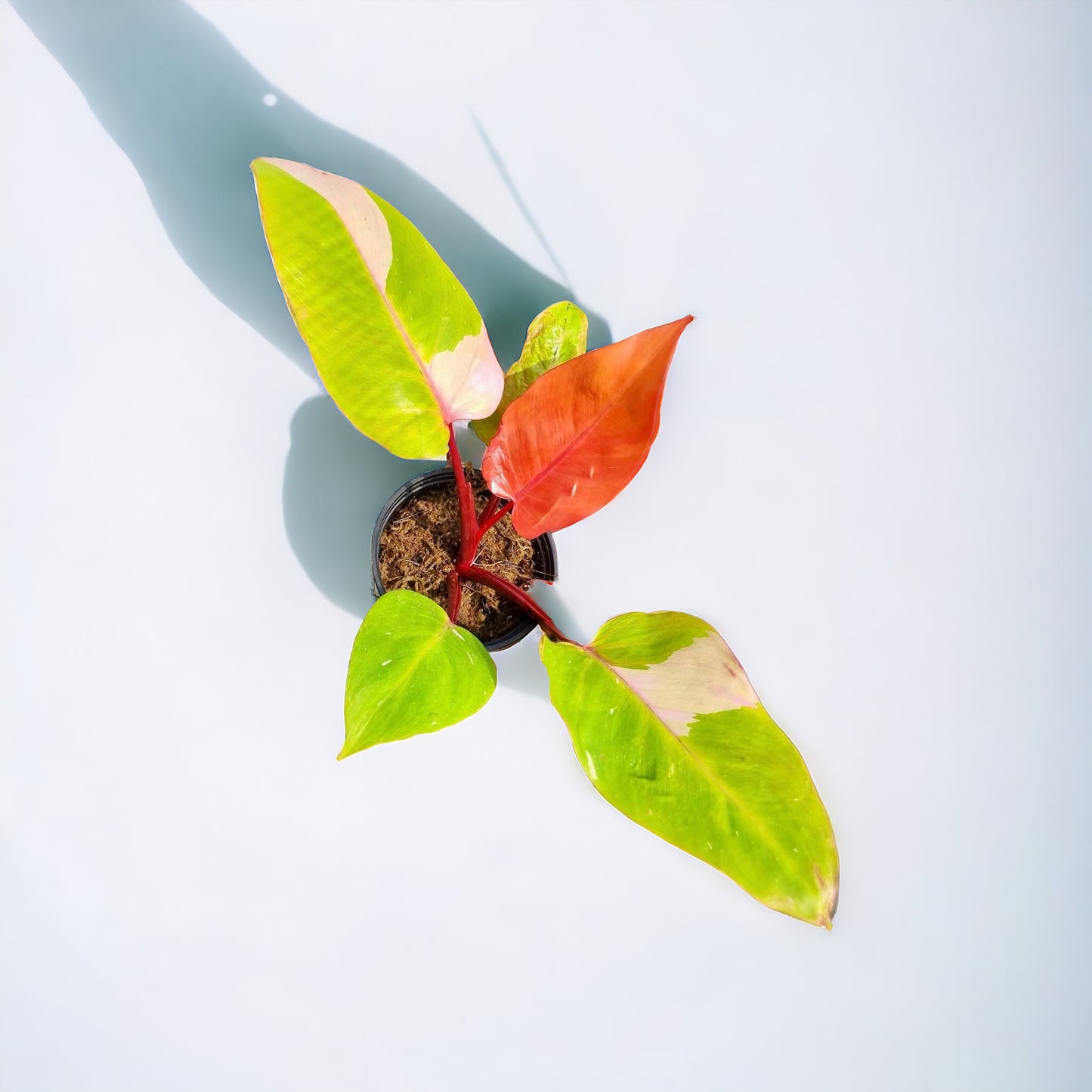 Philodendron Persimmons princess variegata