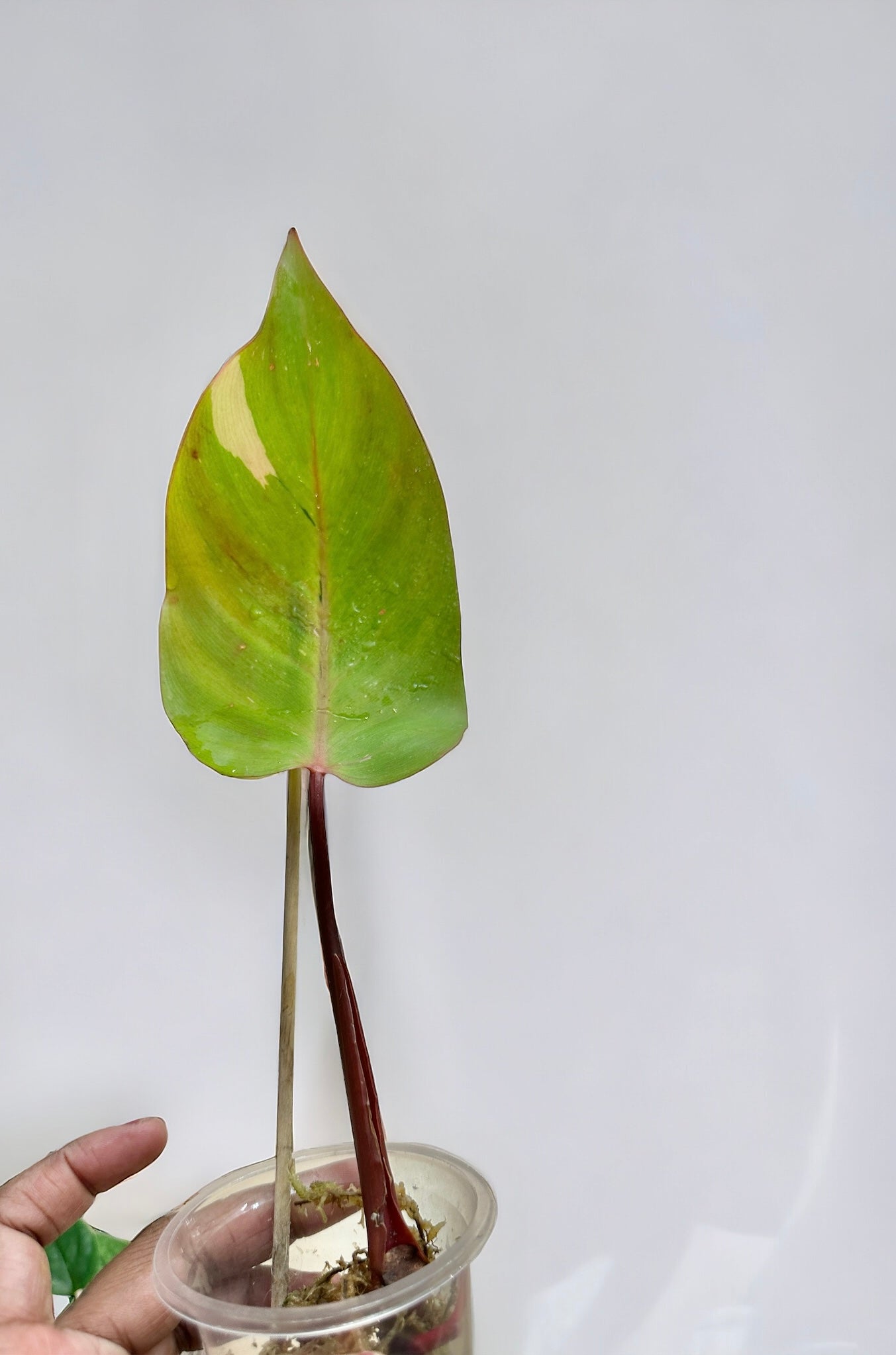 Philodendron Persimmons princess variegata