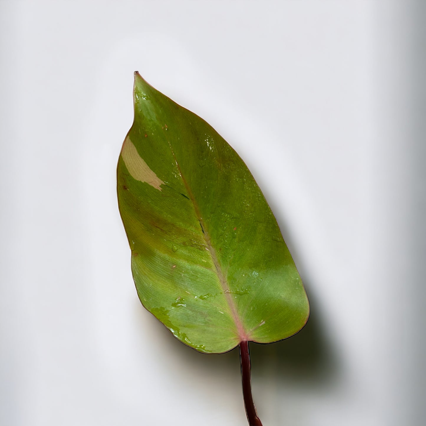 Philodendron Persimmons princess variegata