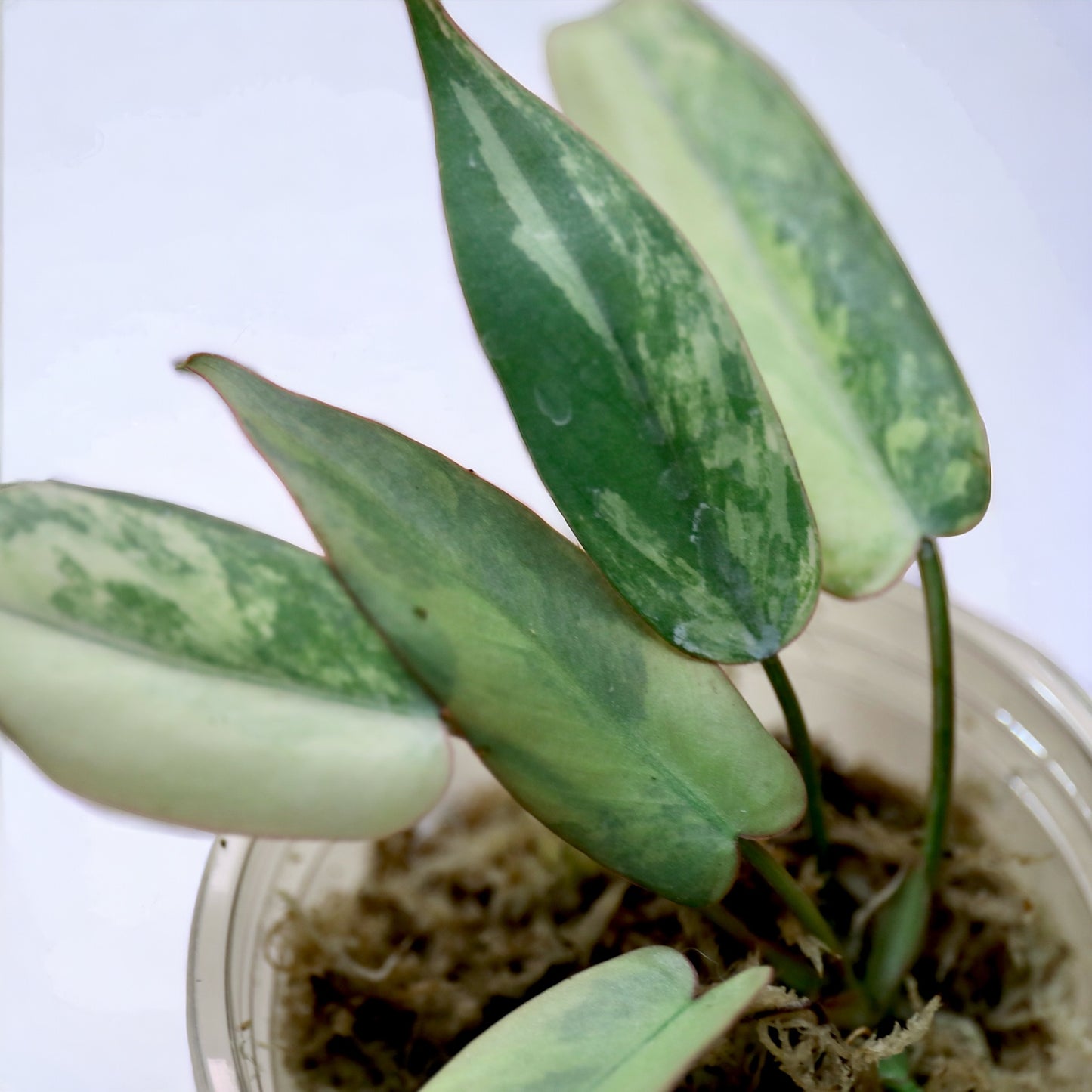 Philodendron Atapoense Variegata