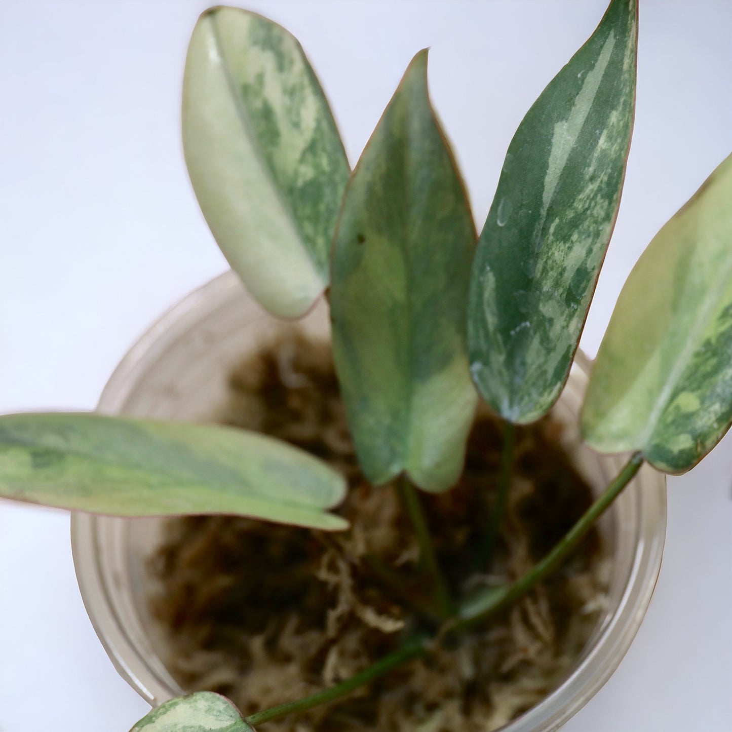 Philodendron Atapoense Variegata