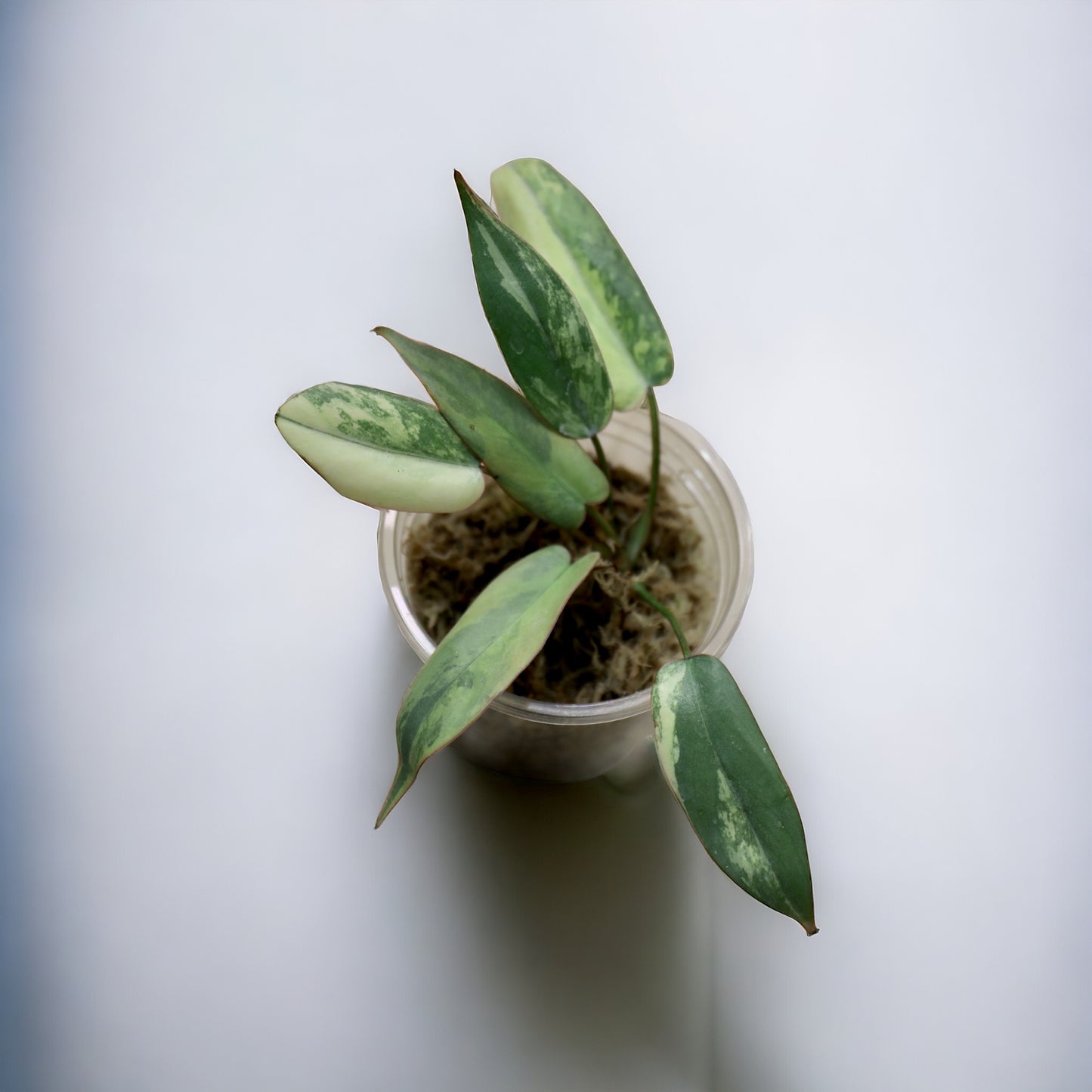 Philodendron Atapoense Variegata