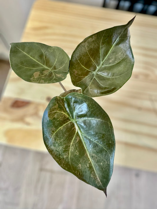 Alocasia Wentii sunset variegata