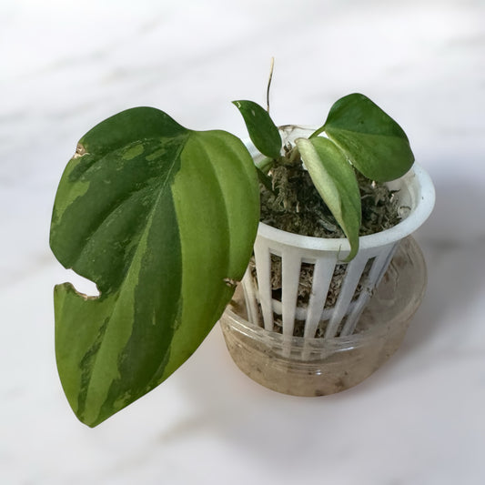 Philodendron nangaritense variegated (fuzzy petiole)