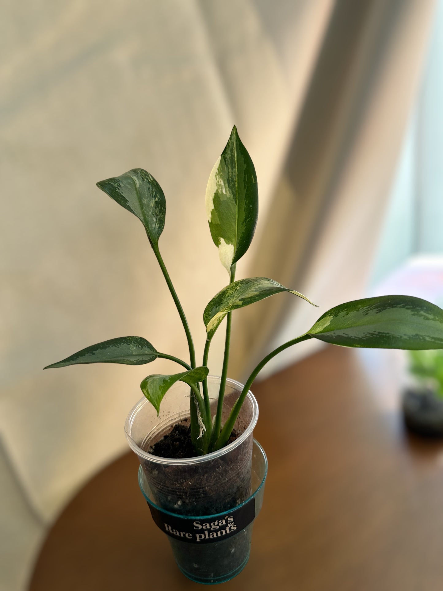 Aglaonema Suvarnabhumi