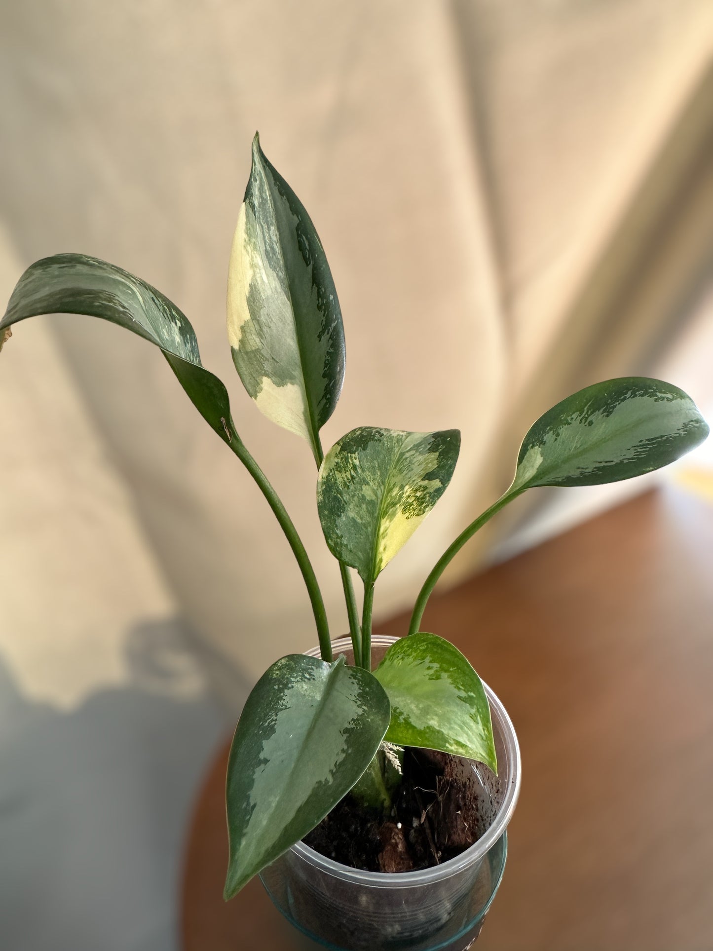 Aglaonema Suvarnabhumi