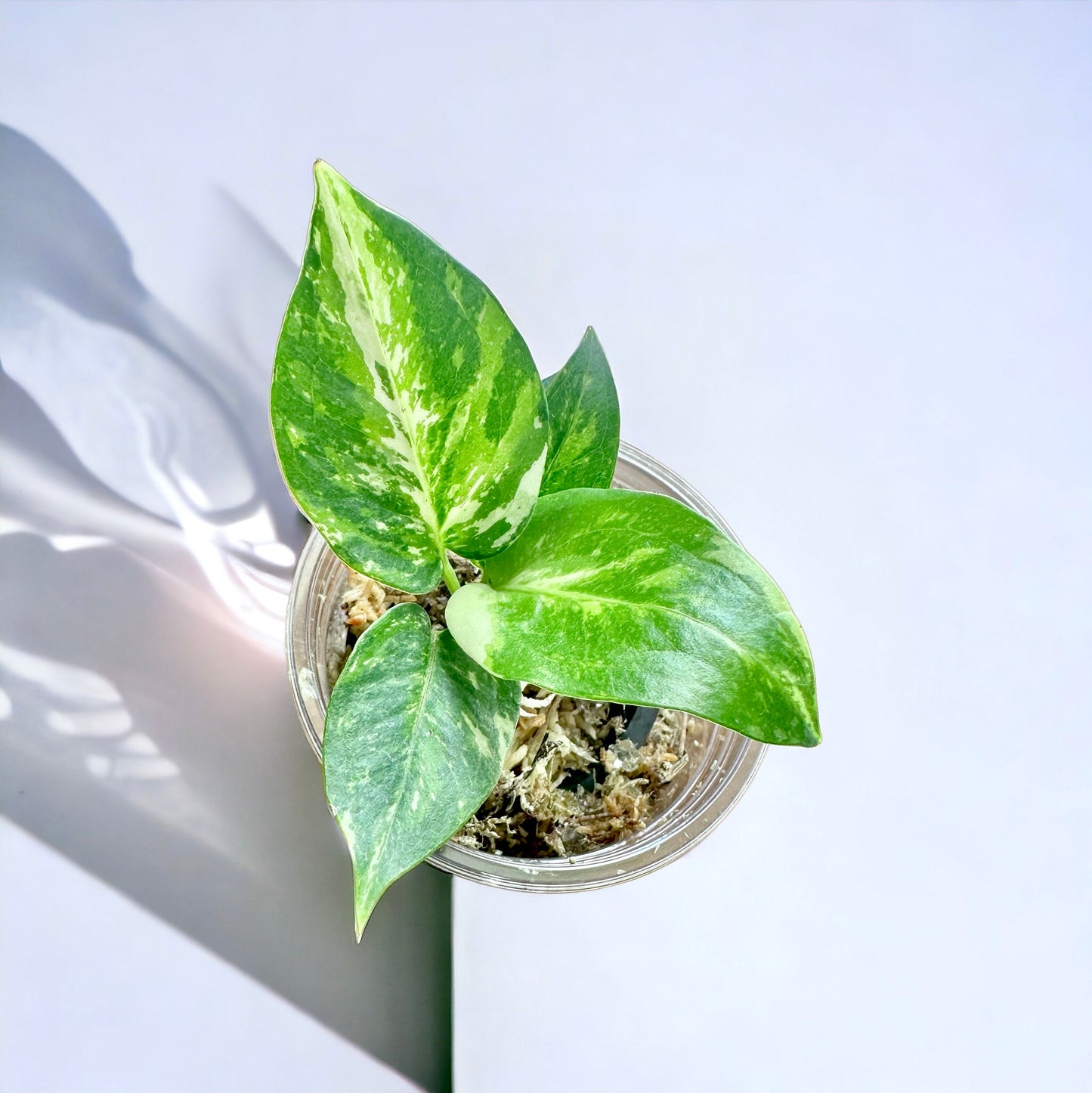 Anthurium Dorayaki hybrid variegata