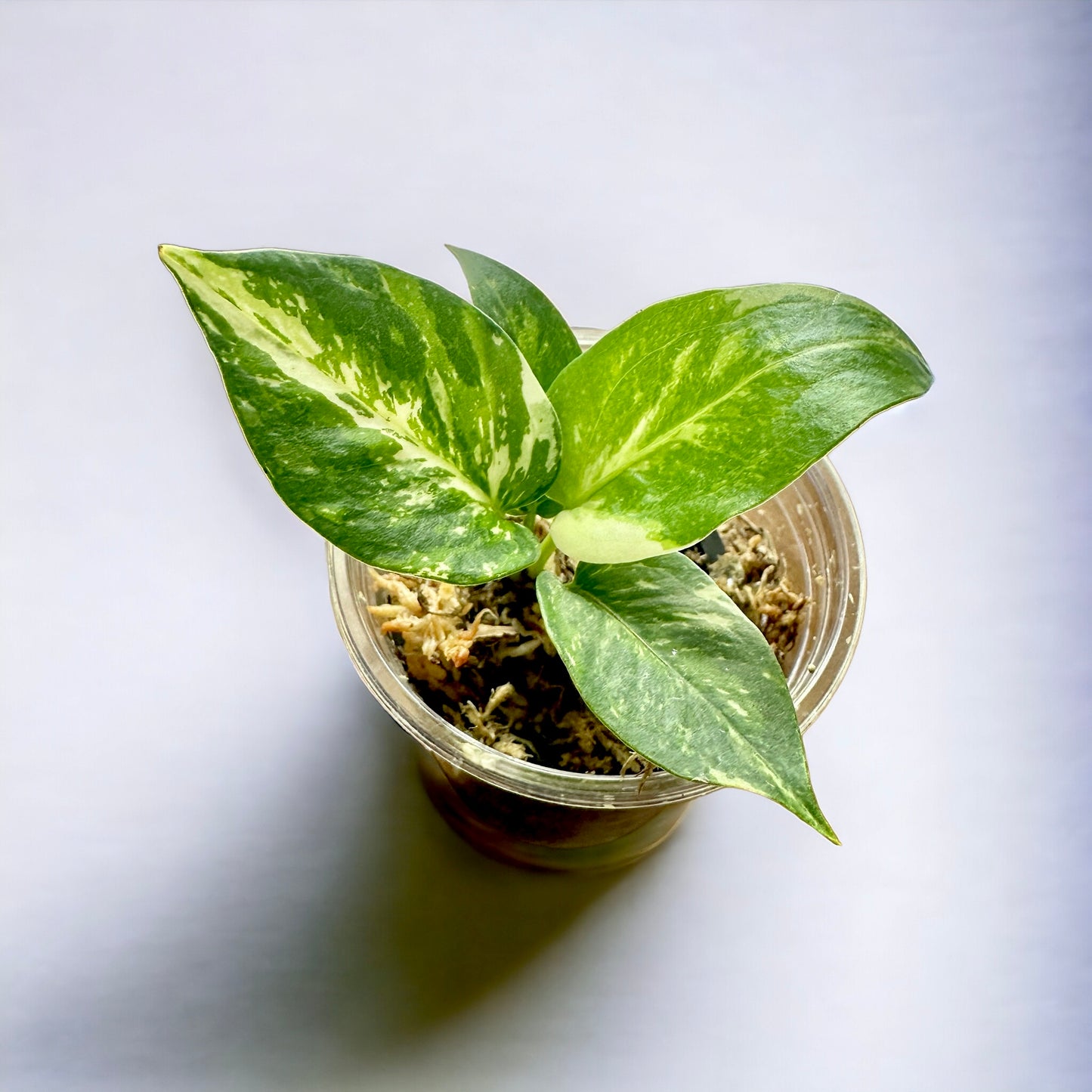 Anthurium Dorayaki hybrid variegata