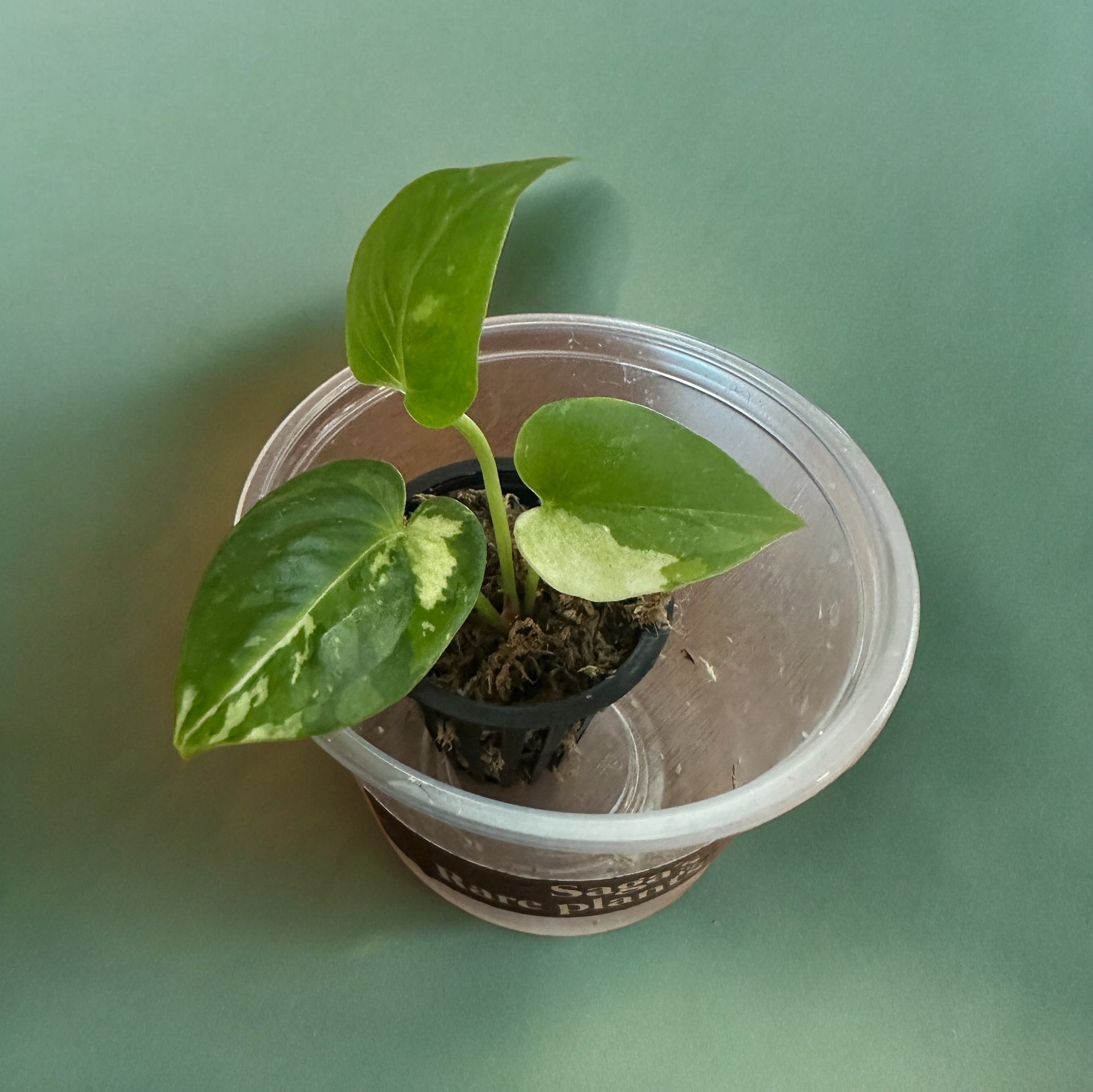 anthurium dorayaki hybrid Anthurium Dorayaki hybrid variegata – Sagas Rare Plants