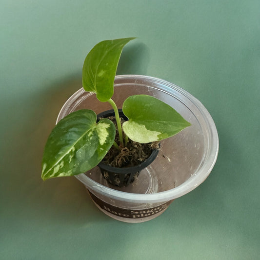 Anthurium Dorayaki hybrid variegata