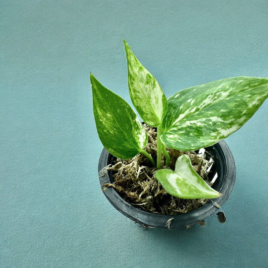 Anthurium Dorayaki hybrid variegata
