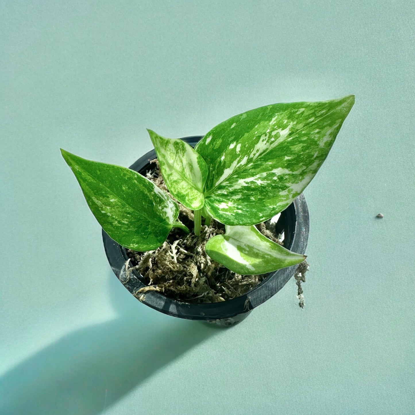 Anthurium Dorayaki hybrid variegata