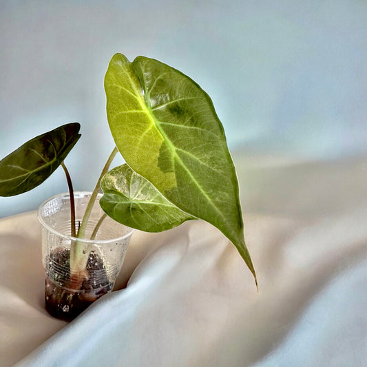 Alocasia Wentii sunset variegata