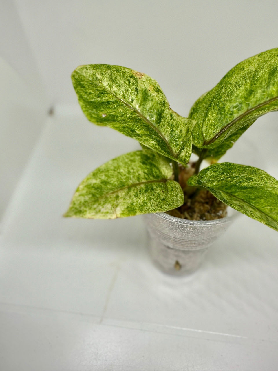 Anthurium black dragon variegata