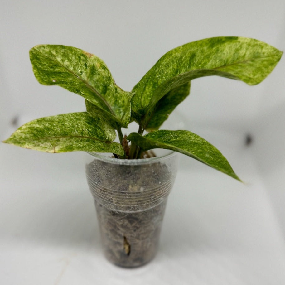 Anthurium black dragon variegata