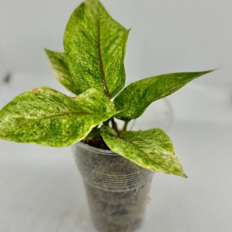 Anthurium black dragon variegata