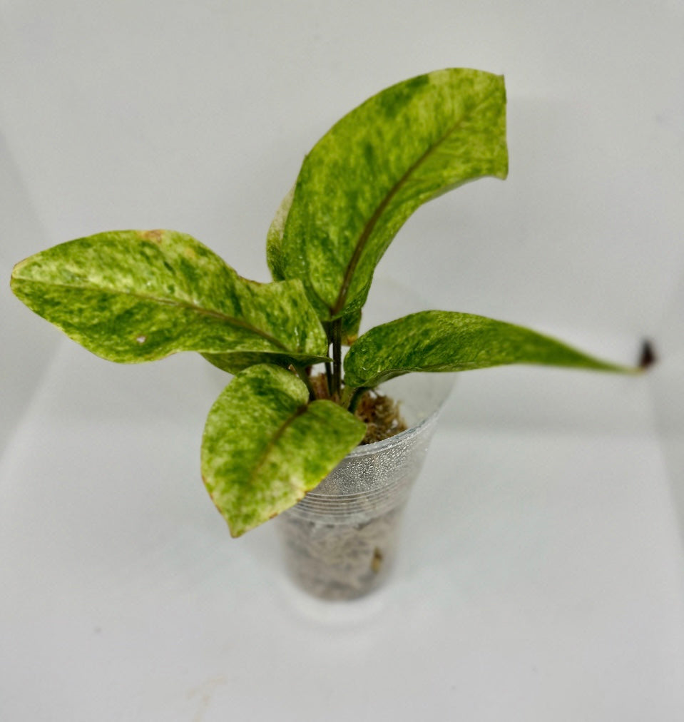 Anthurium black dragon variegata