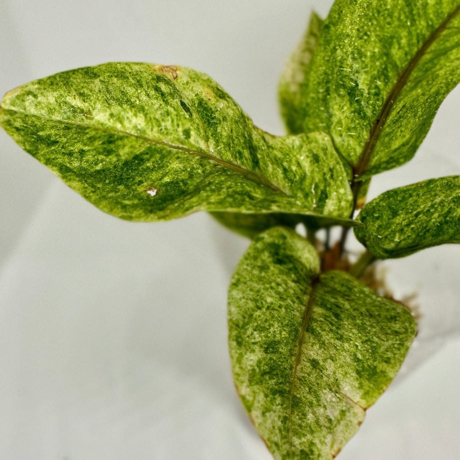 Anthurium black dragon variegata