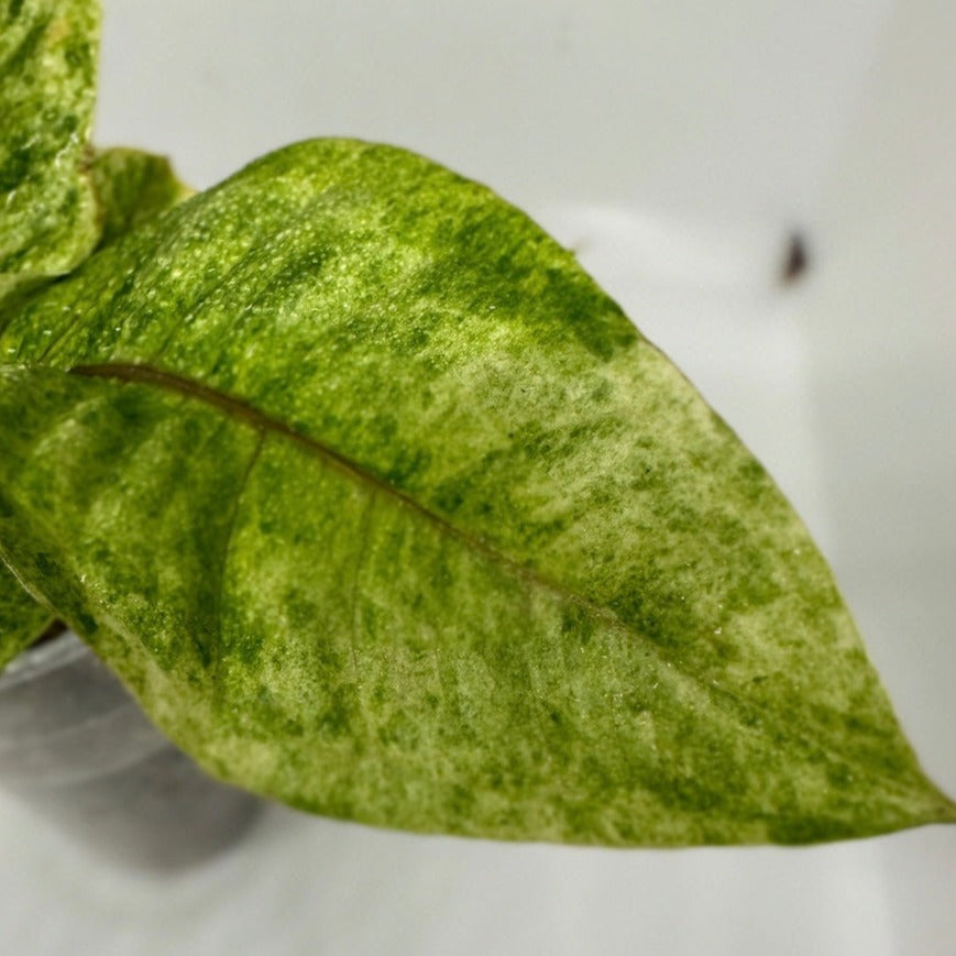 Anthurium black dragon variegata