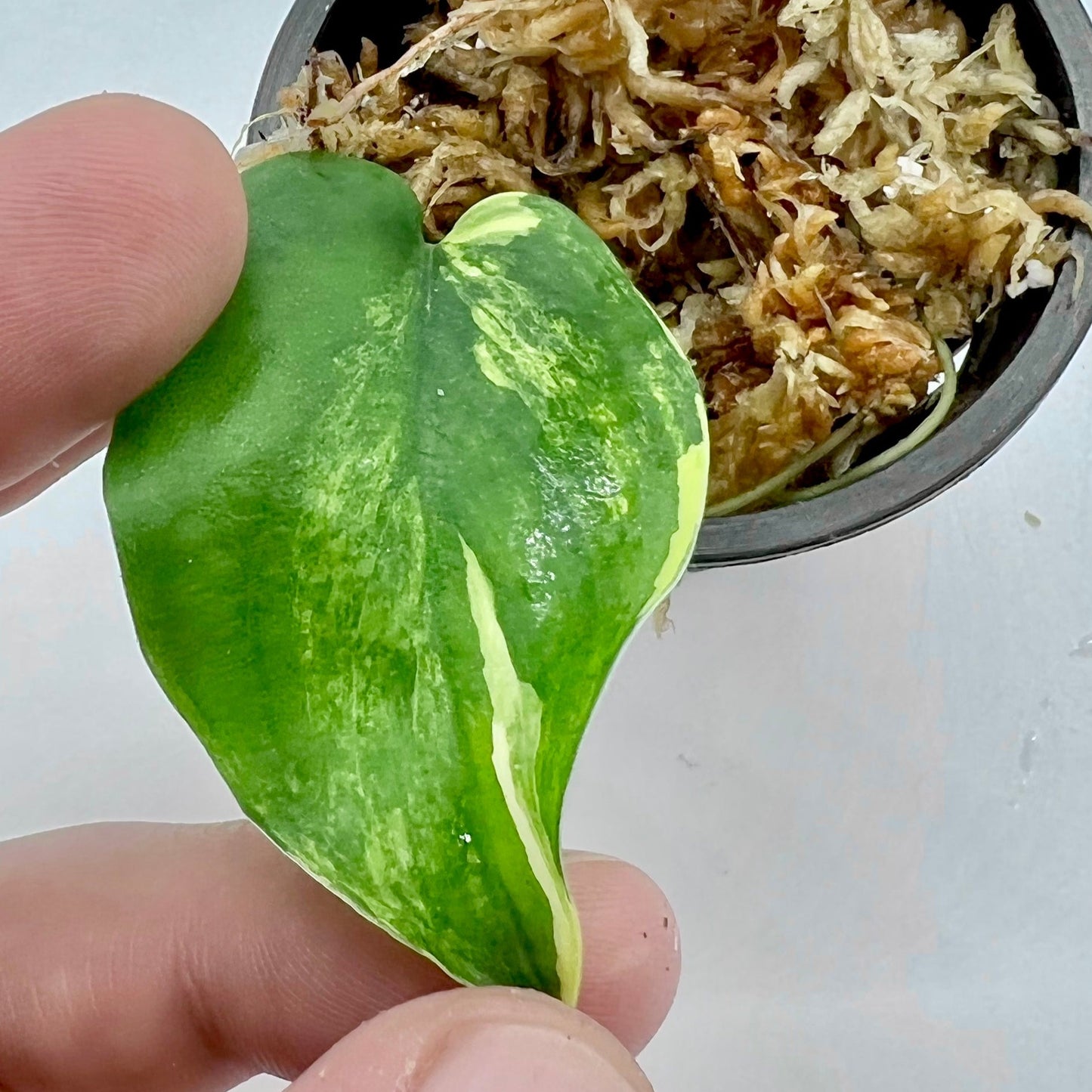 Scindapsus Jade satin variegata