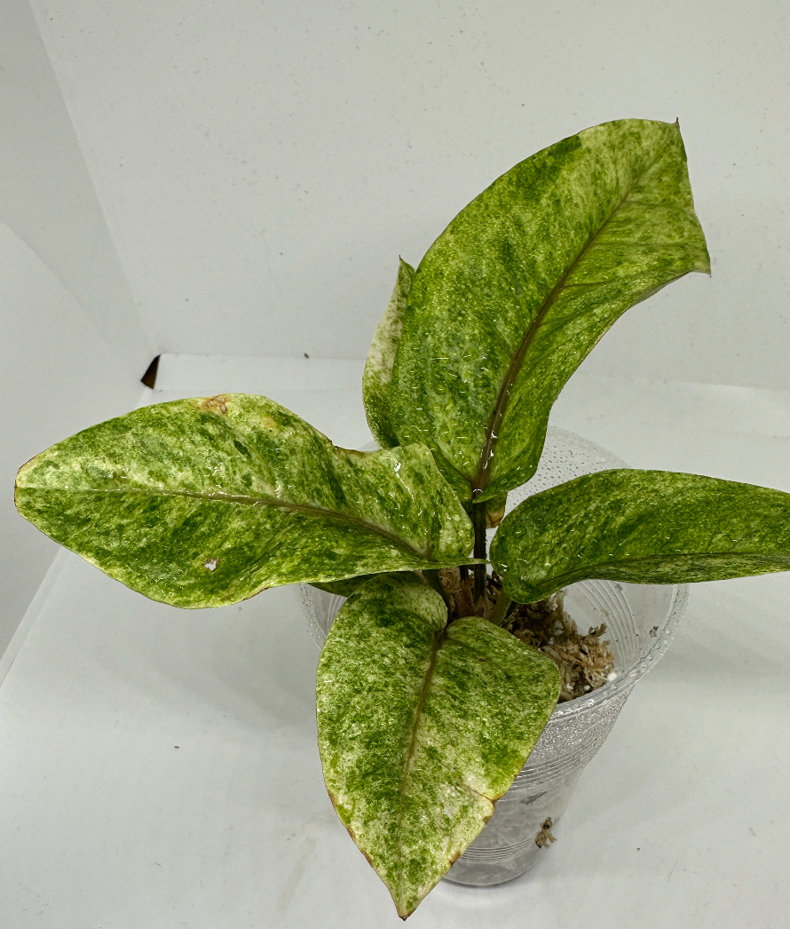 Anthurium black dragon variegata