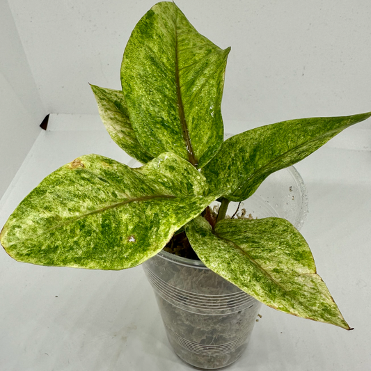 Anthurium black dragon variegata