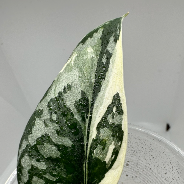 SCINDAPSUS MAYARI VARIEGATED - CUTTING (LV) - PLHC